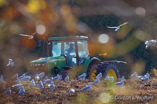 Gulls In A Freshly Plowed Field_22898.jpg - Photographed near Lindsay, Ontario Canada.